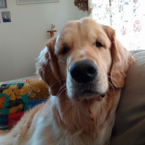 Meet your Posher, Steve